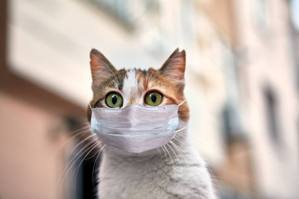 istock Surprised Istanbul cat in a surgical mask. 1224246137