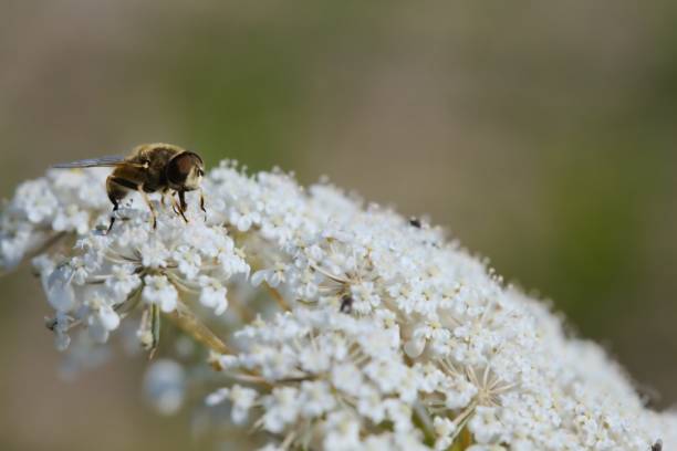istock Bee standing on yarrow in bloom and eating pollen 1224247897