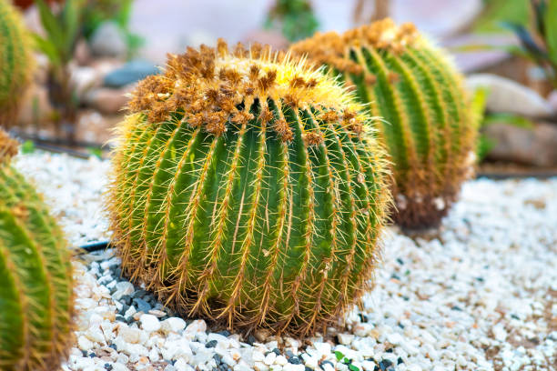 istock Green round tropical cactus plants with sharp spines growing on a ground covered with pebble stones outdoors in a park. 1224248068
