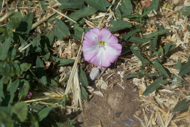 istock A pink bellflower that is growing on a bare ground 1224248264