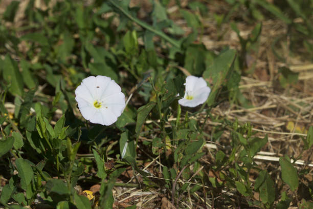 istock Two white bellflowers in a field surrounded by grass sprouts 1224249058