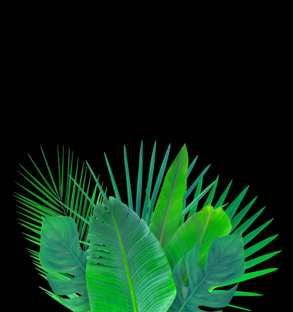 istock Green tropical leaves isolated on black. 1224249160