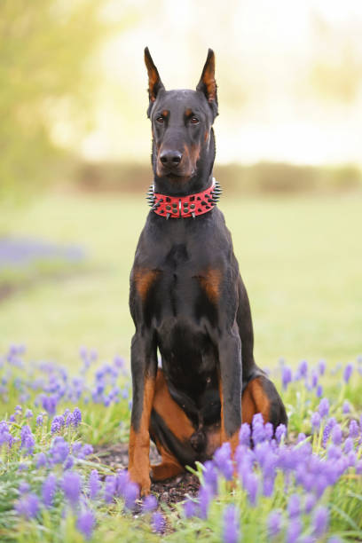 istock Black and tan Doberman dog with cropped ears wearing a red stylish leather collar with black spikes sitting on a green grass with purple Muscari flowers in spring 1224251321