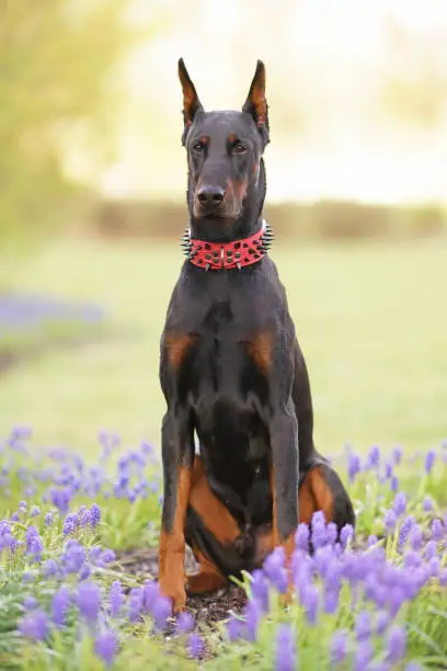 Black and tan Doberman dog with cropped ears wearing a red stylish leather collar with black spikes sitting on a green grass with purple Muscari flowers in spring