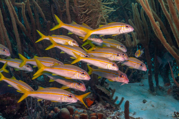 istock Caribbean coral garden yellowtail snapper ,Ocyurus chrysurus 1224252264