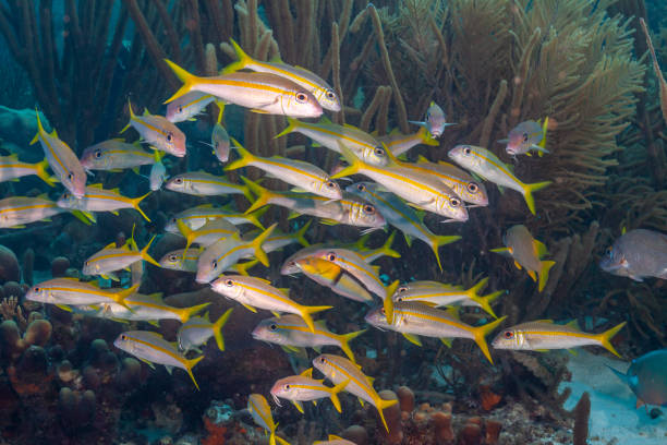 istock Caribbean coral garden yellowtail snapper ,Ocyurus chrysurus 1224252349