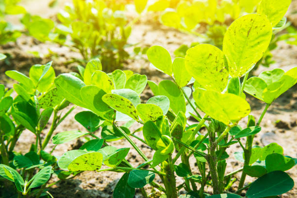 istock peanuts grow in the agriculture field 1224252463