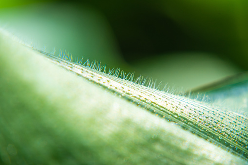 corn leaf vein macrophotography under sunshine