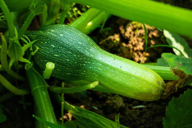 istock Cucurbita maxima grow in the field in summer 1224253492