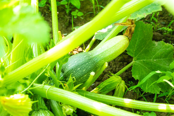 istock Cucurbita maxima grow in the field in summer 1224253535