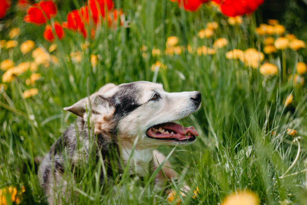 istock happy dog in flowers on a walk, summer pet on nature. 1224255982