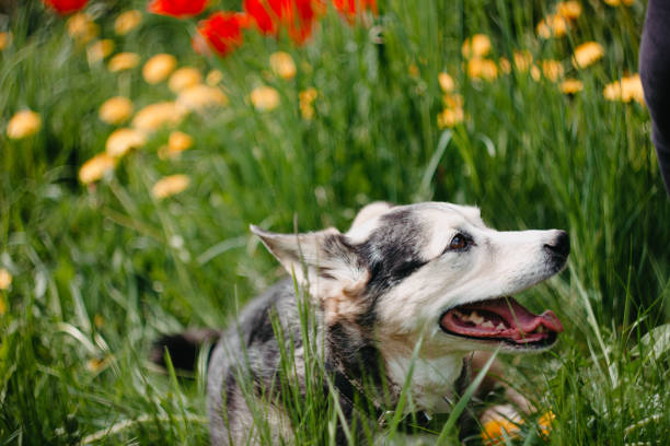 istock happy dog in flowers on a walk, summer pet on nature. 1224255983