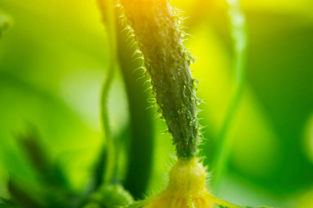 cucumber cultured in the garden under sunshine macroshot