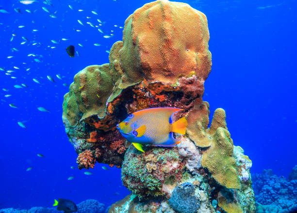 istock Caribbean coral garden 1224257162