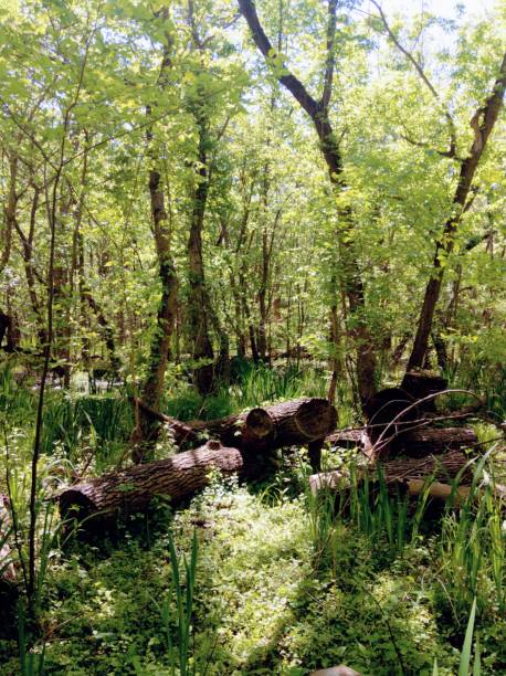 istock Trio of logs in dense woods 1224258031