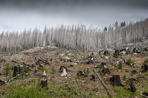 Logging and previous fire destruction of a Vancouver Island forest.