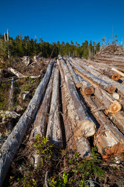 istock Logging Industry Along Western Vancouver Island 1224258674