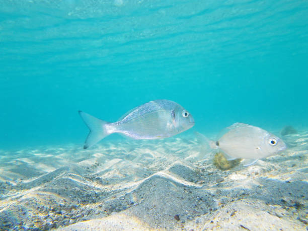 istock fish in the sea 1224258681