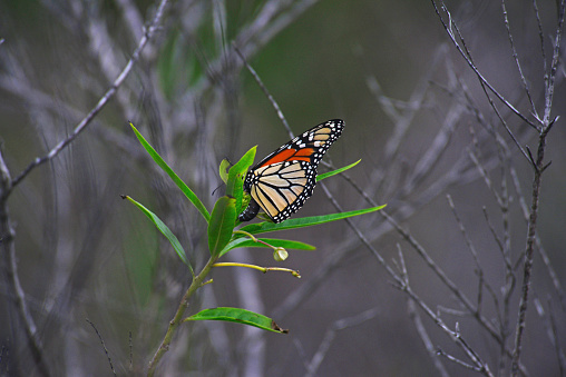 Monarch Butterfly (danaus plexippus), Lennox Head