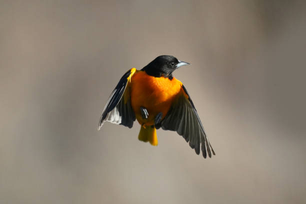 istock Male Baltimore Oriole bird in flight 1224258803