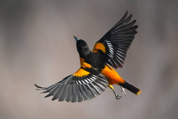 Male Baltimore Oriole bird in flight Bird in flight in nature reserve in spring with plain background songbird photos stock pictures, royalty-free photos & images