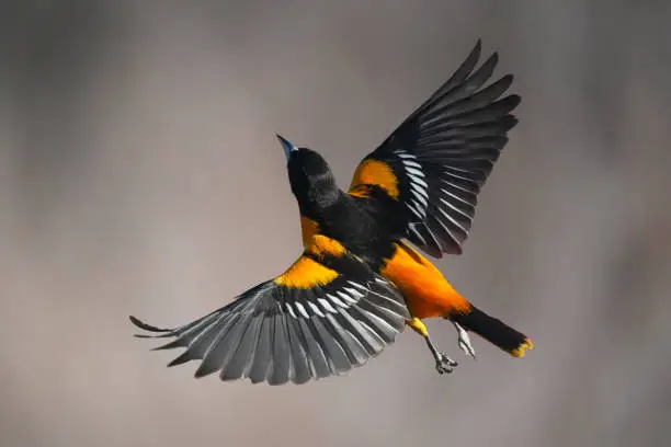 Photo of Male Baltimore Oriole bird in flight