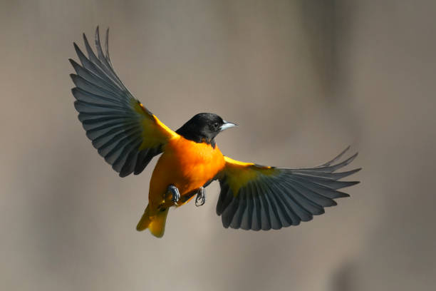 ave macho de baltimore oriole en vuelo - oriole fotografías e imágenes de stock