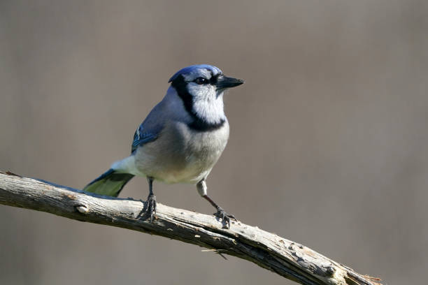 istock Blue Jay in flight in back yard out of forest habitat 1224258878