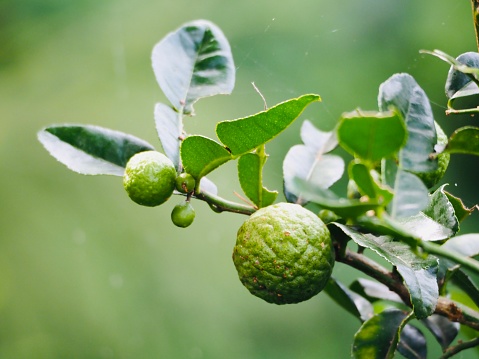 Closeup photo of a branch from a Kaffir Lime tree with fruit at various stages of growth and shiny green leaves. Soft focus green background