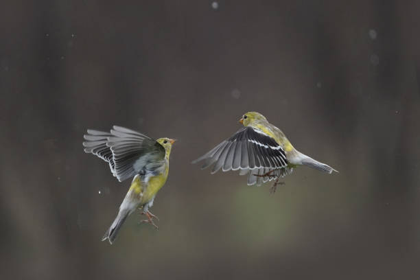 istock Gold finches flying and fighting 1224261137