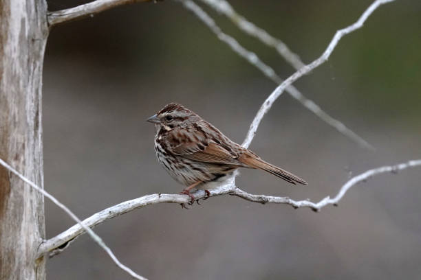 istock Song Sparrow in fight or jumping off perch to fly 1224261317