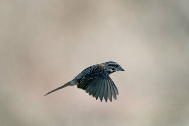 istock Song Sparrow in fight or jumping off perch to fly 1224261668