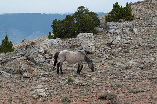 Wild mustang in wildlife preserve in Big Horn National Recreation Area Wyoming and Montana.