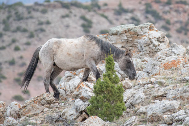istock Wild mustang at Big Horn National Recreation area 1224263595