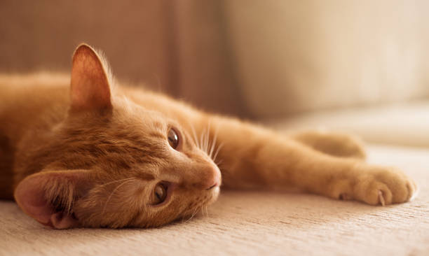 Cute red cat lies on a sofa