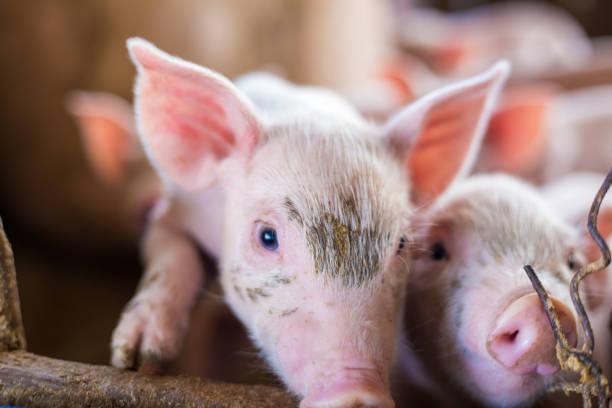 istock Small piglet in rural traditional farm straw 1224263909