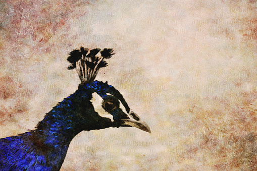 This is my Photographic Image of a Peacock in a Watercolour Effect. Because sometimes you might want a more illustrative image for an organic look.