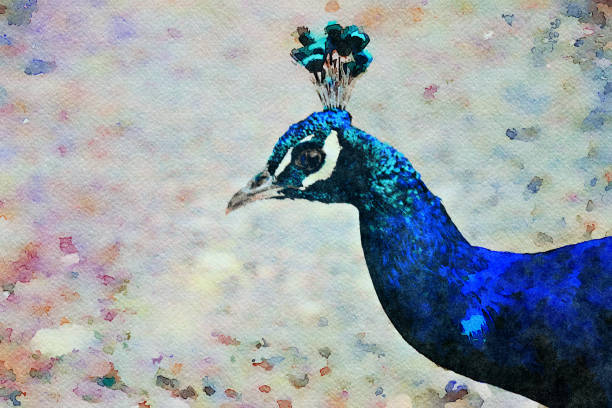 istock Watercolor Illustration of a Peacock 1224264609