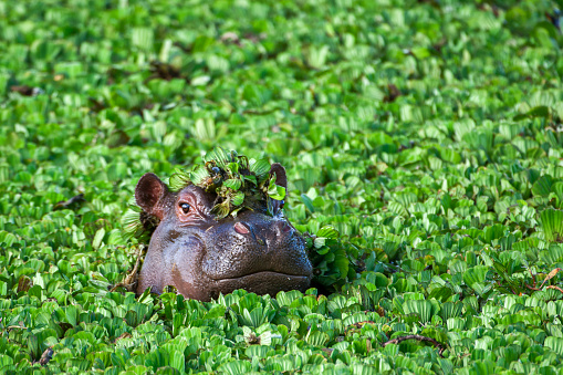 Wild hippopotamus poking it's head out a pond covered with water lettuce.  This and other hippos would dive to bottom of pond to feed and then come up to the surface to catch their breath before diving down again.

Taken on the Serengeti Plains, Masai Mara National Reserve, Kenya, Africa