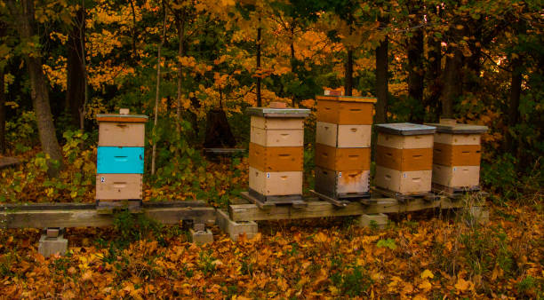 秋の蜂のじんましん - beehive rural scene bee outdoors ストックフォトと画像