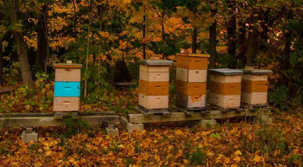 Be hive condo’s in the fall