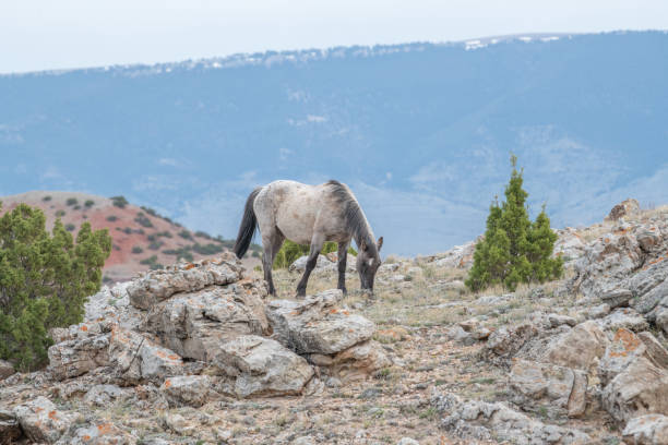 istock Wild mustang at Big Horn National Recreation area 1224268734