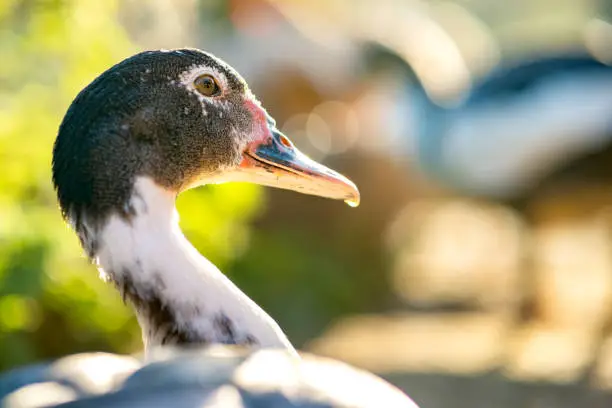 Photo of Detail of a duck head. Ducks feed on traditional rural barnyard. Close up of waterbird standing on barn yard. Free range poultry farming concept.