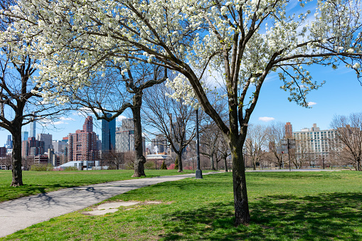 White flowers on a callery pear tree during spring with green grass at Rainey Park in Astoria Queens New York with skyscrapers in the background