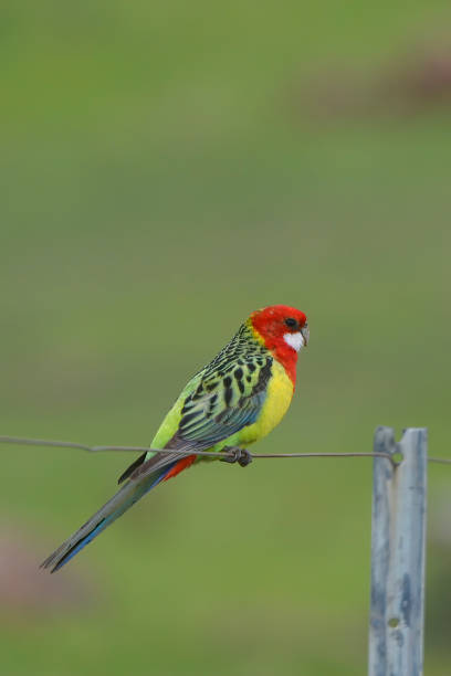 istock Eastern Rosella perching on a wire fence 1224270402