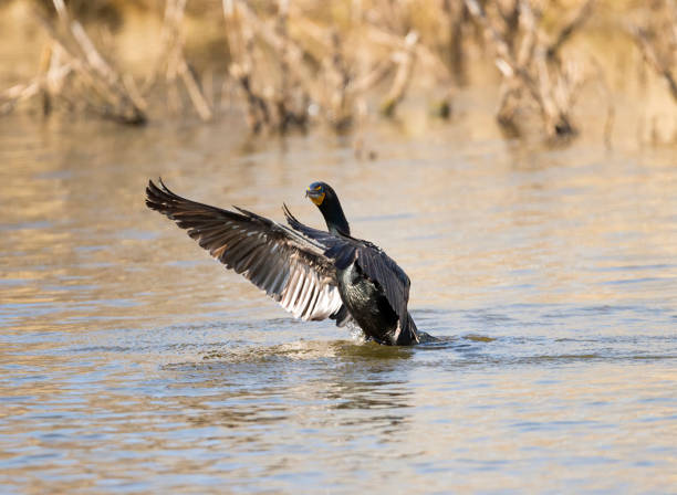 istock Double-crested Cormorant Stock Photo 1224271258