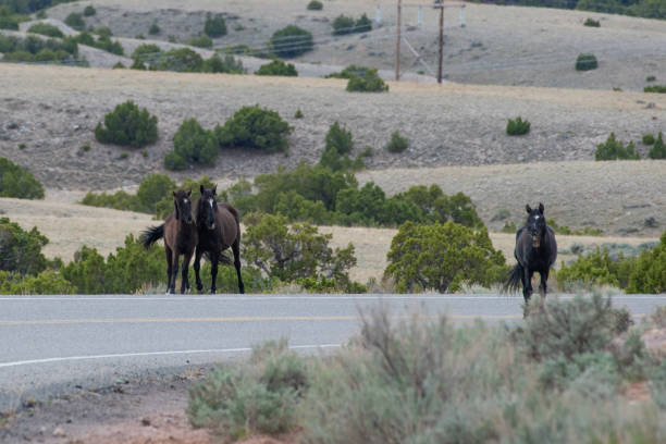 istock Wild mustangs moving toward camera at Big Horn National Recreation area 1224272431