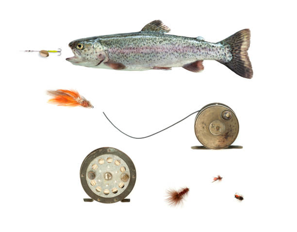 Rainbow Trout and Fishing Reels and Tackle Background