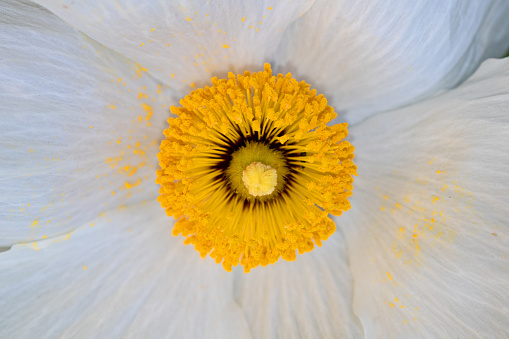 Romneya is a genus of flowering plants belonging to the poppy family. There are two species in genus Romneya, which was named for Irish astronomer John Thomas Romney Robinson. They are known commonly as Matilija poppies or tree poppies and are native to California and northern Mexico
