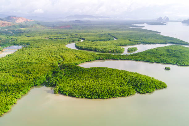istock Green tropical mangrove forest with boat 1224276548